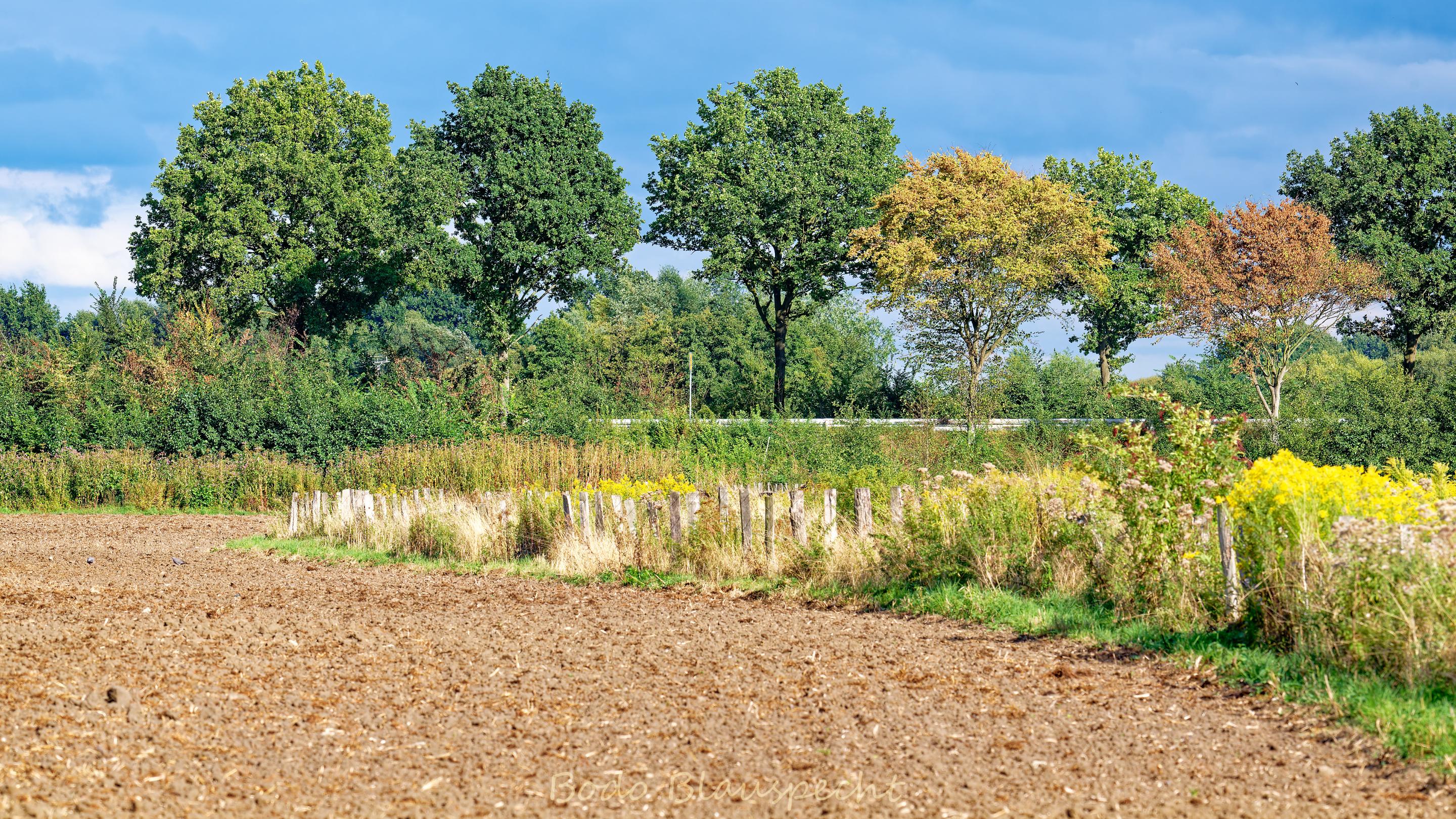 Landschaft   Steveraue   2025.08.31 17.21 26 HQ